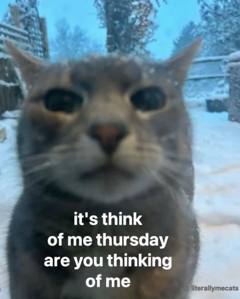 it's think of me thursday are you thinking of me literallymecats