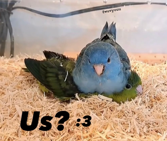 Us? :3 @wuvyouu