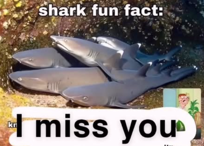 shark fun fact: kn I miss you Jolly