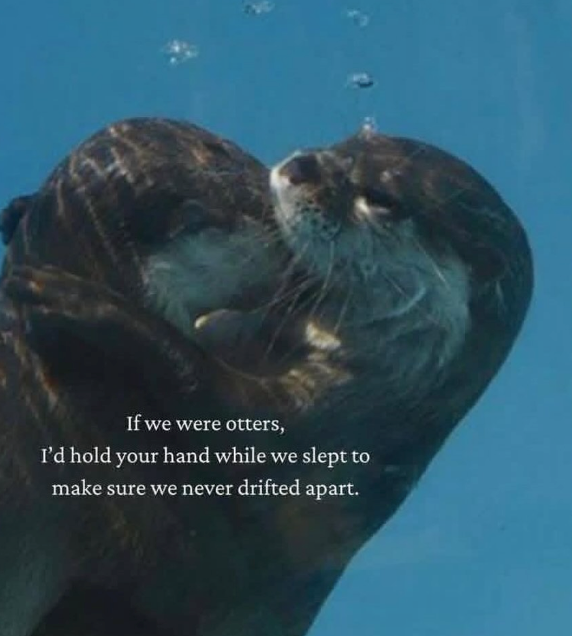 If we were otters, I'd hold your hand while we slept to make sure we never drifted apart.