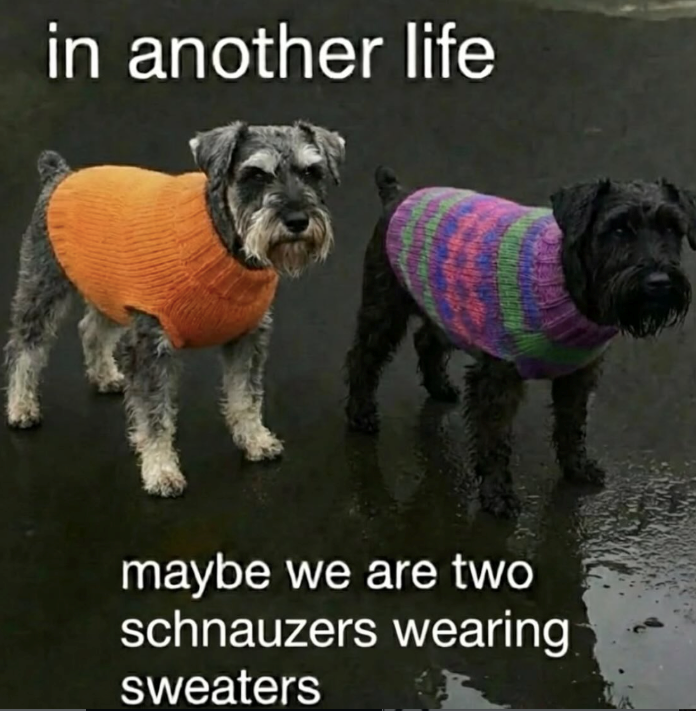in another life maybe we are two schnauzers wearing sweaters