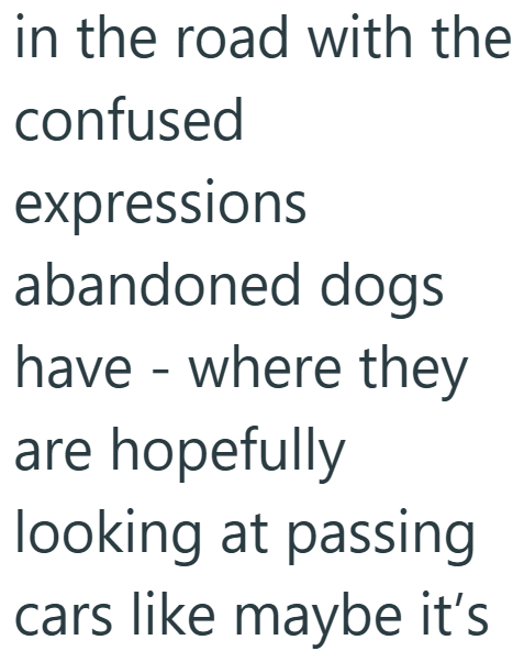 in the road with the confused expressions abandoned dogs have - where they are hopefully looking at passing cars like maybe it's