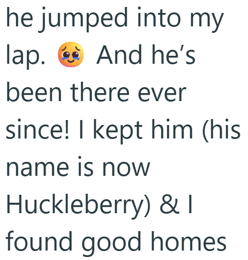 he jumped into my lap. And he's been there ever since! I kept him (his name is now Huckleberry) & I found good homes