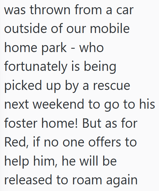 was thrown from a car outside of our mobile home park - who fortunately is being picked up by a rescue next weekend to go to his foster home! But as for Red, if no one offers to help him, he will be released to roam again