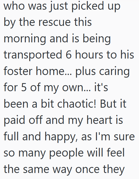 who was just picked up by the rescue this morning and is being transported 6 hours to his foster home... plus caring for 5 of my own... it's been a bit chaotic! But it paid off and my heart is full and happy, as I'm sure so many people will feel the same way once they