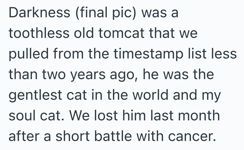 Darkness (final pic) was a toothless old tomcat that we pulled from the timestamp list less than two years ago, he was the gentlest cat in the world and my soul cat. We lost him last month after a short battle with cancer.