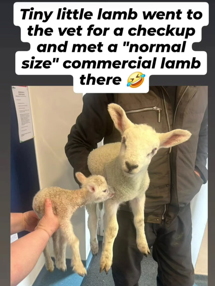 Tiny little lamb went to the vet for a checkup and met a "normal size" commercial lamb there