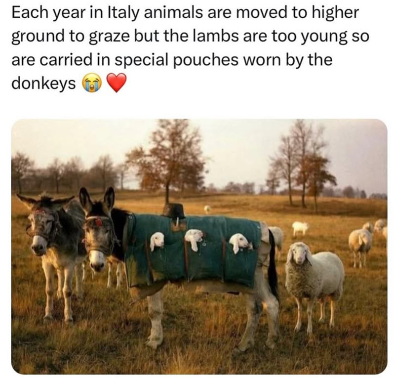 Each year in Italy animals are moved to higher ground to graze but the lambs are too young so are carried in special pouches worn by the donkeys