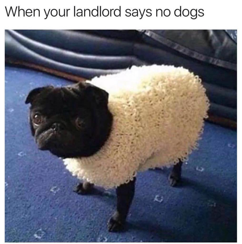When your landlord says no dogs