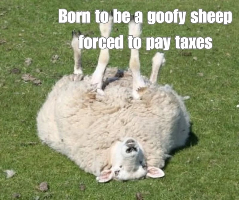 Born to be a goofy sheep forced to pay taxes