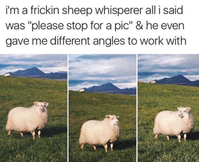 i'm a frickin sheep whisperer all i said was "please stop for a pic" & he even gave me different angles to work with