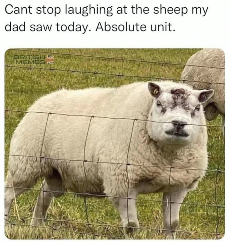 Cant stop laughing at the sheep my dad saw today. Absolute unit. BRITISH MEMES