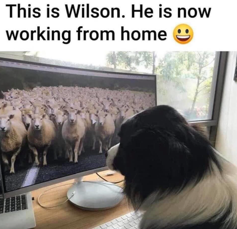 This is Wilson. He is now working from home