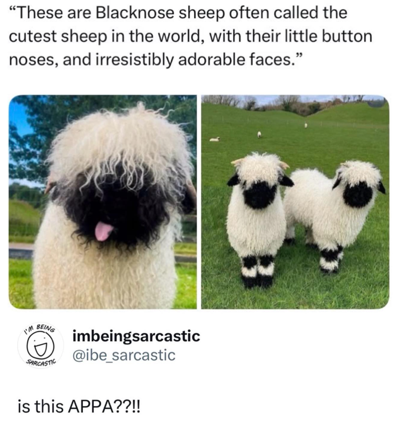 "These are Blacknose sheep often called the cutest sheep in the world, with their little button noses, and irresistibly adorable faces." I'M BEING :D SARCASTIC imbeingsarcastic @ibe_sarcastic is this APPA??!!