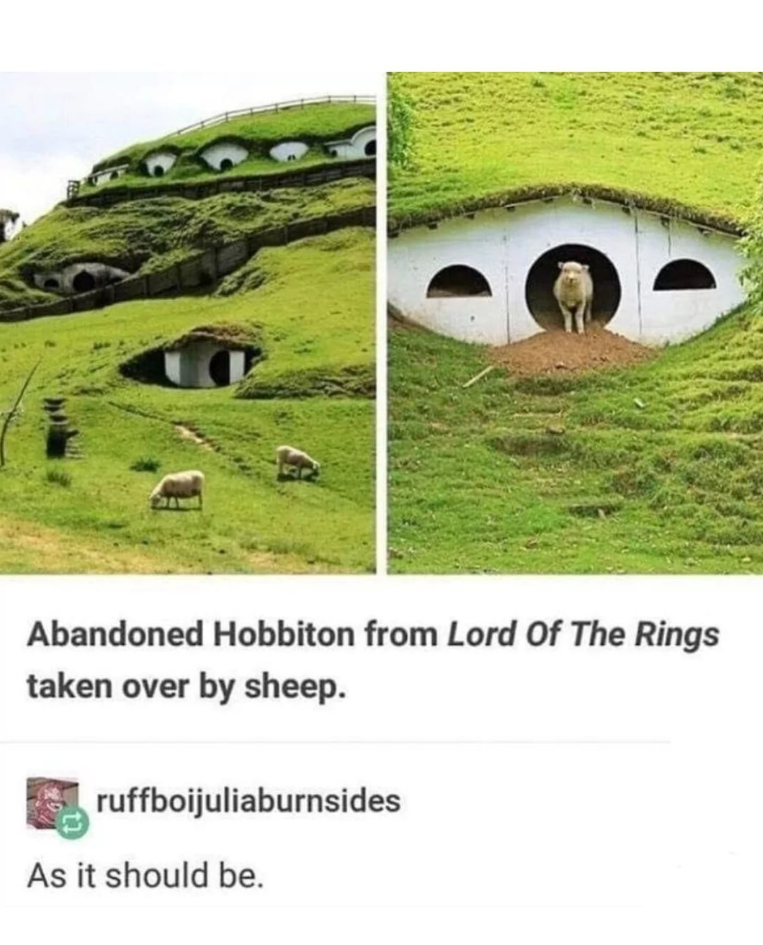 Abandoned Hobbiton from Lord Of The Rings taken over by sheep. ruffboijuliaburnsides As it should be.
