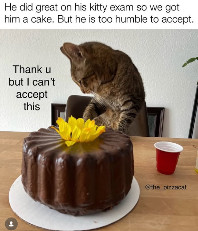 He did great on his kitty exam so we got him a cake. But he is too humble to accept. Thank u but I can't accept this @the_pizzacat
