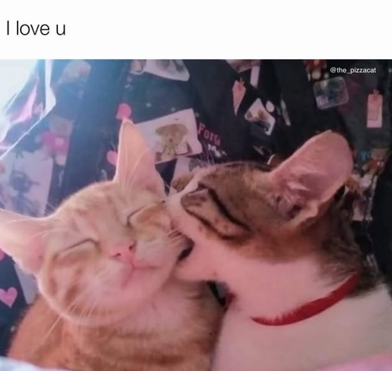 I love u Fors @the_pizzacat