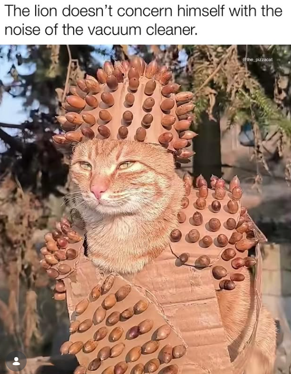 The lion doesn't concern himself with the noise of the vacuum cleaner. 60 the pizzacat