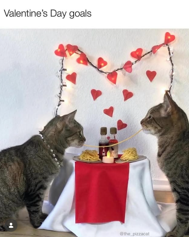 Valentine's Day goals @the_pizzacat