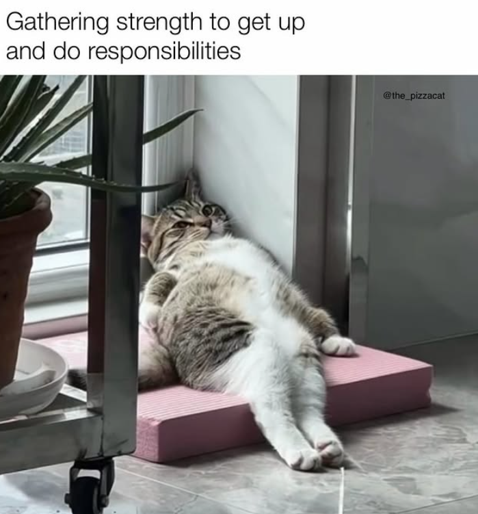 Gathering strength to get up and do responsibilities @the_pizzacat