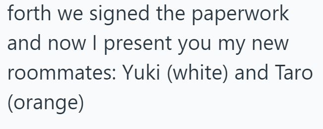 forth we signed the paperwork and now I present you my new roommates: Yuki (white) and Taro (orange)