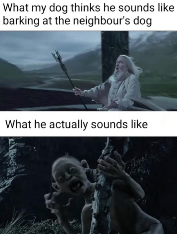 What my dog thinks he sounds like barking at the neighbour's dog What he actually sounds like