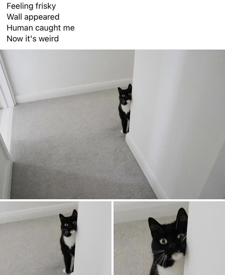 Feeling frisky Wall appeared Human caught me Now it's weird