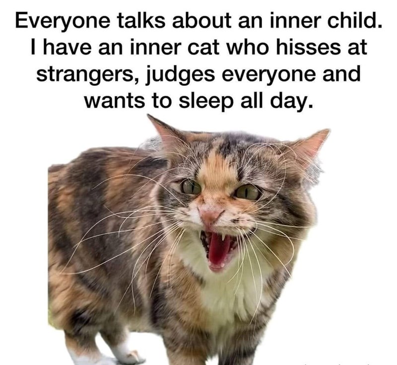 Everyone talks about an inner child. I have an inner cat who hisses at strangers, judges everyone and wants to sleep all day.