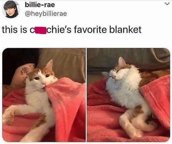 billie-rae @heybillierae this is c chie's favorite blanket