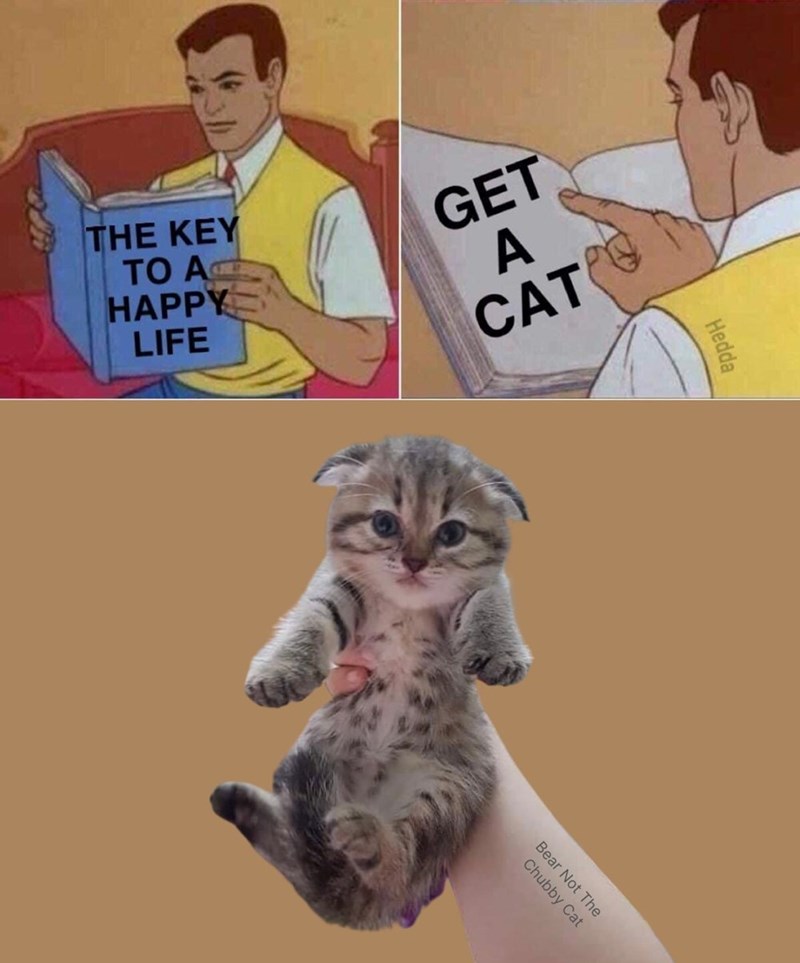THE KEY TO A HAPPY LIFE GET A CAT Hedda Chubby Cat Bear Not The