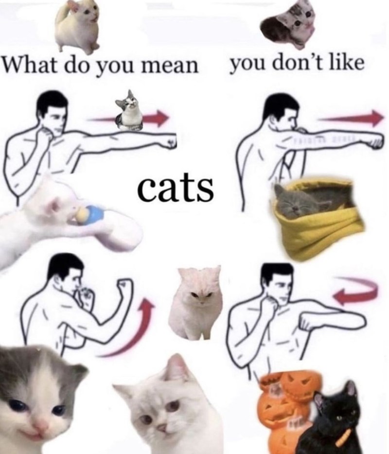 What do you mean you don't like cats