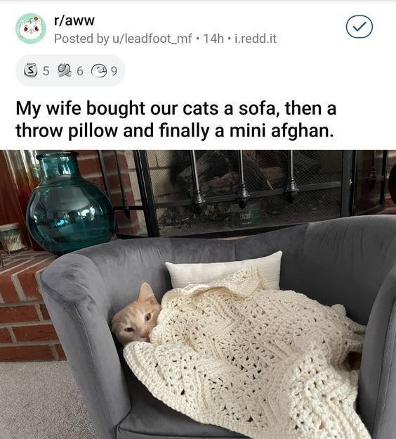 r/aww Posted by u/leadfoot_mf 14h i.redd.it 356 9 My wife bought our cats a sofa, then a throw pillow and finally a mini afghan.