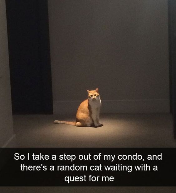 So I take a step out of my condo, and there's a random cat waiting with a quest for me