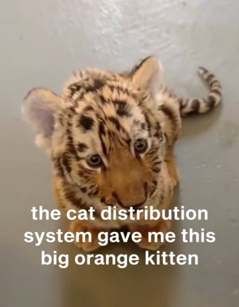 the cat distribution system gave me this big orange kitten