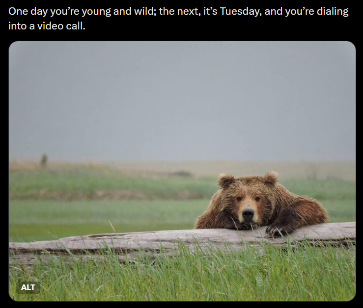 One day you're young and wild; the next, it's Tuesday, and you're dialing into a video call. ALT