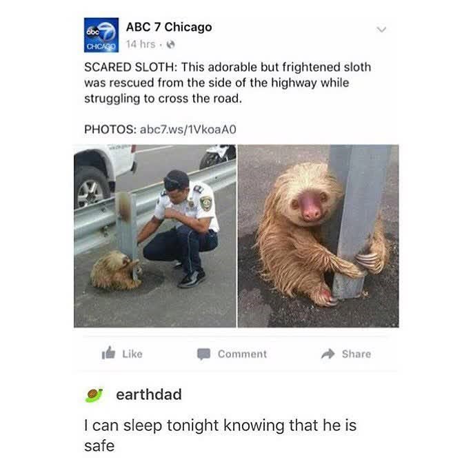 bbc ABC 7 Chicago CHICAGO 14 hrs SCARED SLOTH: This adorable but frightened sloth was rescued from the side of the highway while struggling to cross the road. PHOTOS: abc7.ws/1VkoaAO Like Comment Share earthdad I can sleep tonight knowing that he is safe