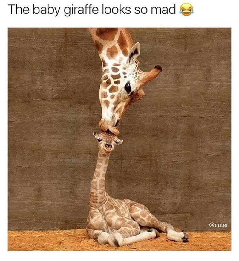 The baby giraffe looks so mad @cuter