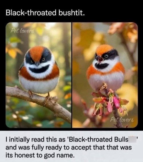 Black-throated bushtit. Pet lovers Pet lovers I initially read this as 'Black-throated Bulls and was fully ready to accept that that was its honest to god name.