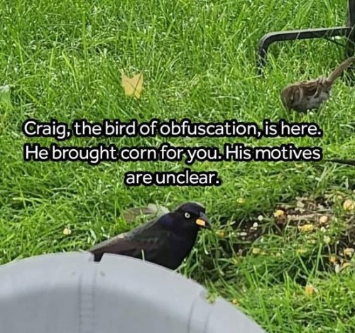 Craig, the bird of obfuscation, is here. He brought corn for you. His motives are unclear.