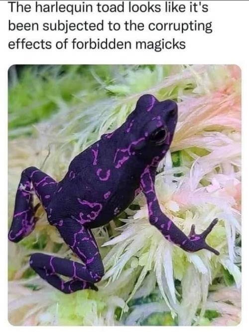 The harlequin toad looks like it's been subjected to the corrupting effects of forbidden magicks