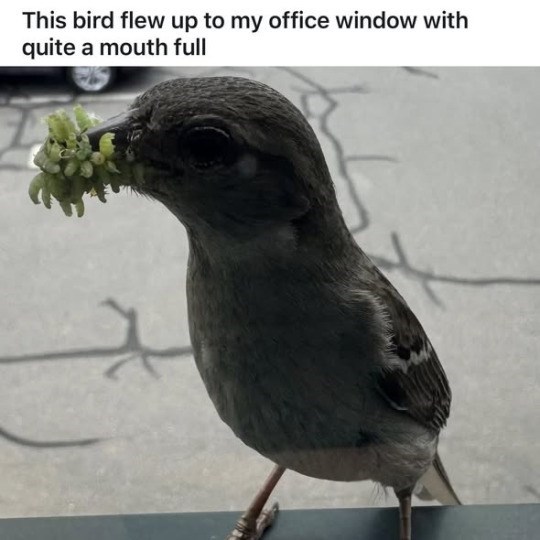 This bird flew up to my office window with quite a mouth full