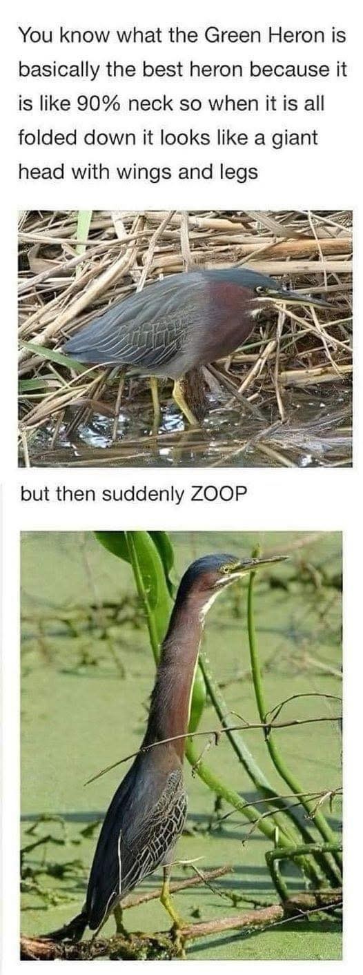 You know what the Green Heron is basically the best heron because it is like 90% neck so when it is all folded down it looks like a giant head with wings and legs but then suddenly ZOOP