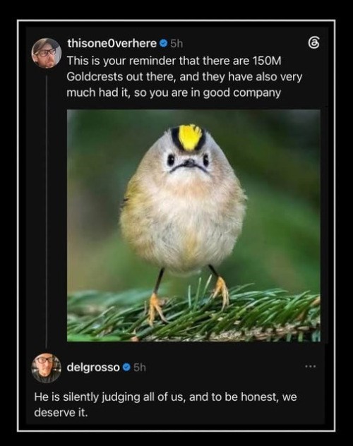 thisoneOverhere⚫ 5h This is your reminder that there are 150M Goldcrests out there, and they have also very much had it, so you are in good company delgrosso 5h He is silently judging all of us, and to be honest, we deserve it. கு