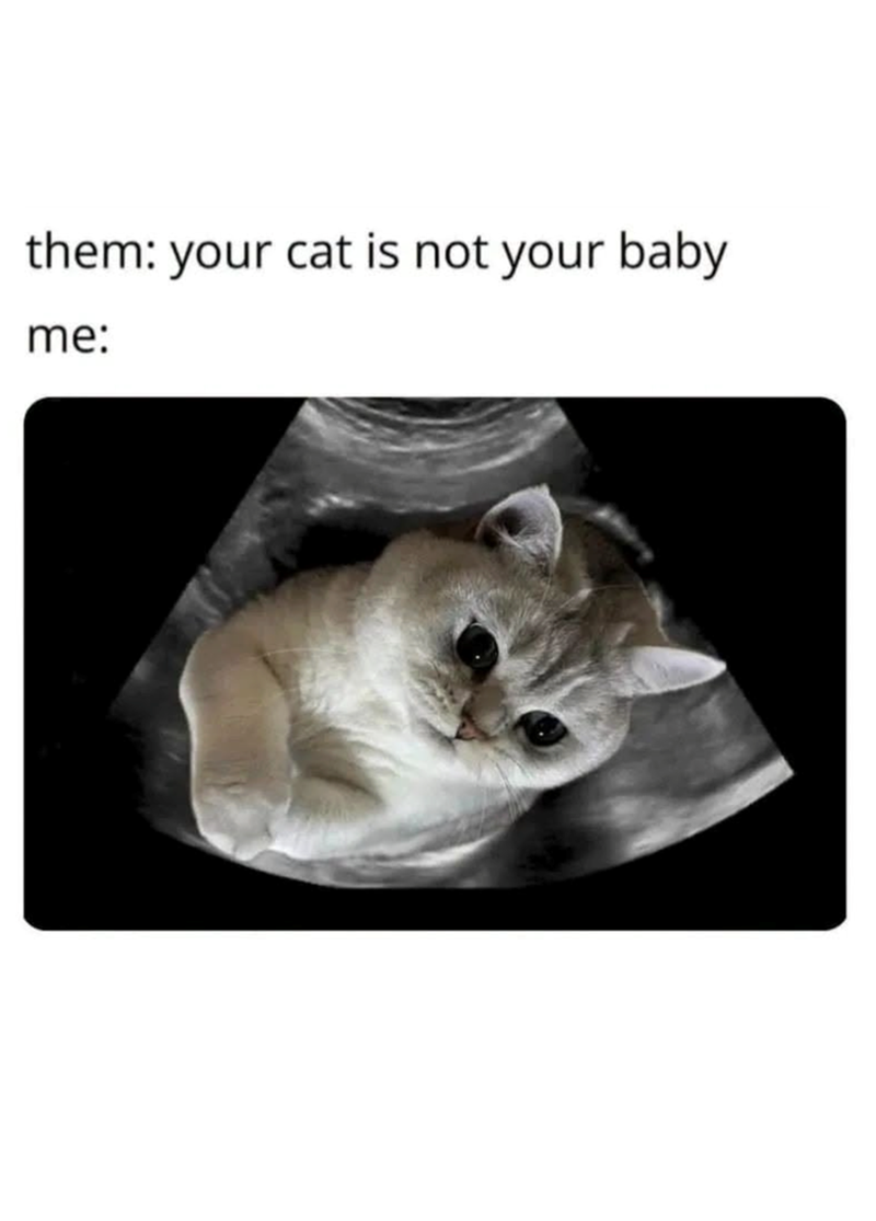 them: your cat is not your baby me: