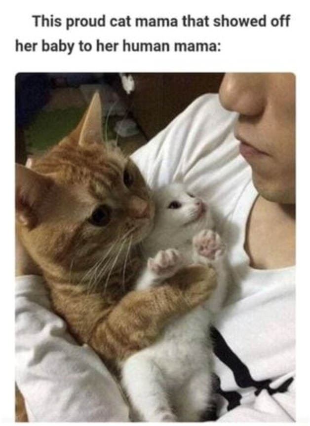 This proud cat mama that showed off her baby to her human mama: