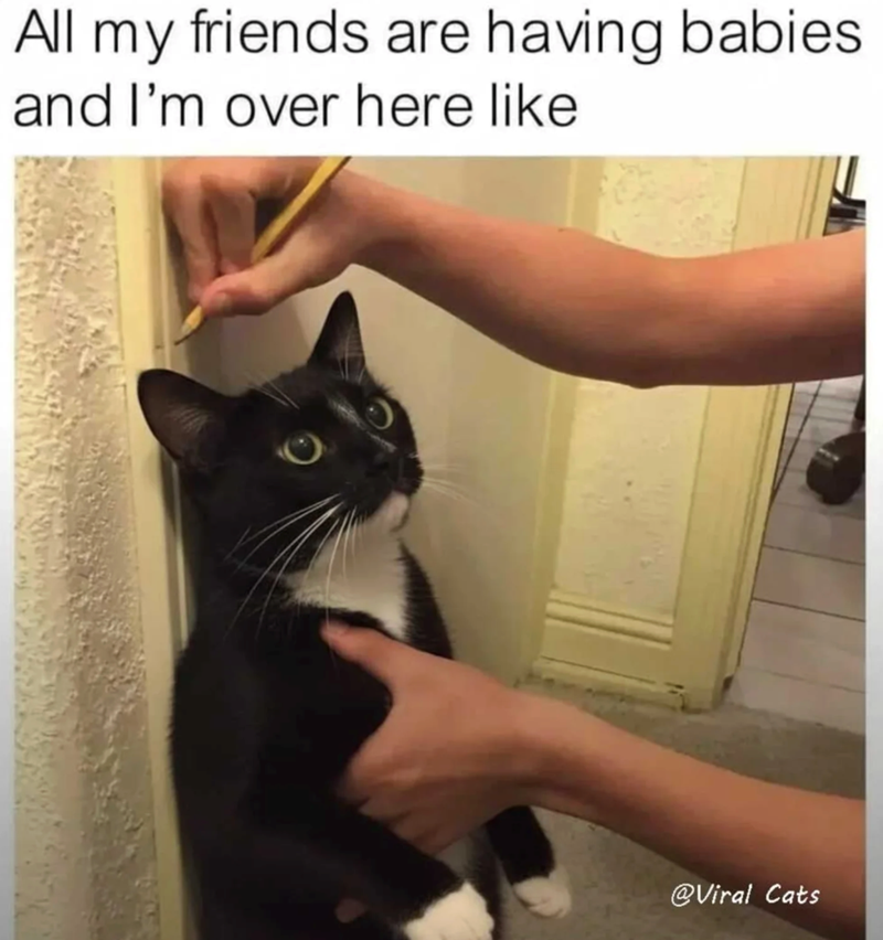 All my friends are having babies and I'm over here like @Viral Cats