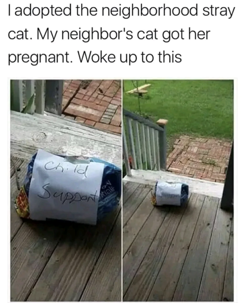 I adopted the neighborhood stray cat. My neighbor's cat got her pregnant. Woke up to this Child Suppor bal