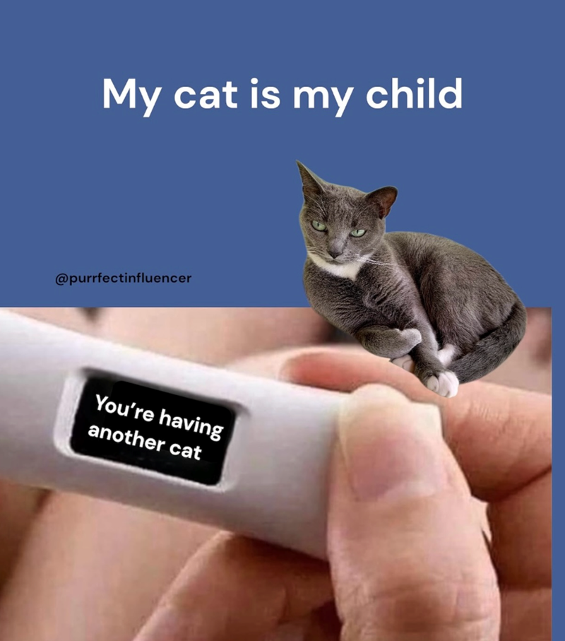 My cat is my child @purrfectinfluencer You're having another cat