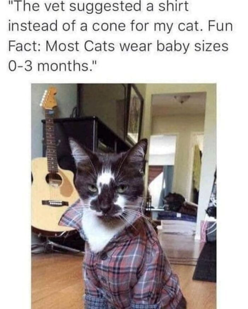 "The vet suggested a shirt instead of a cone for my cat. Fun Fact: Most Cats wear baby sizes 0-3 months."