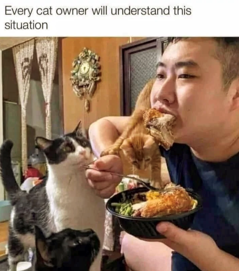 Every cat owner will understand this situation